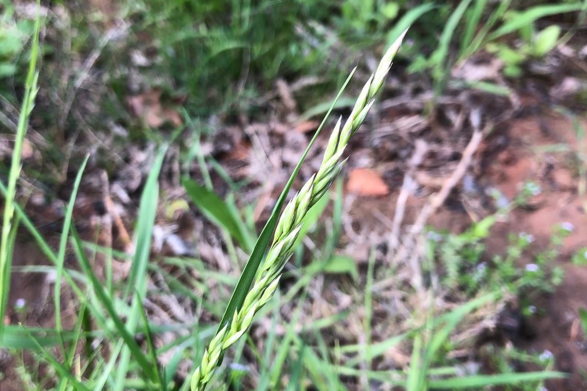 Tall Fescue (Festuca arundinacea) growing as a Oklahoma lawn, close-up of blade texture and growth habit