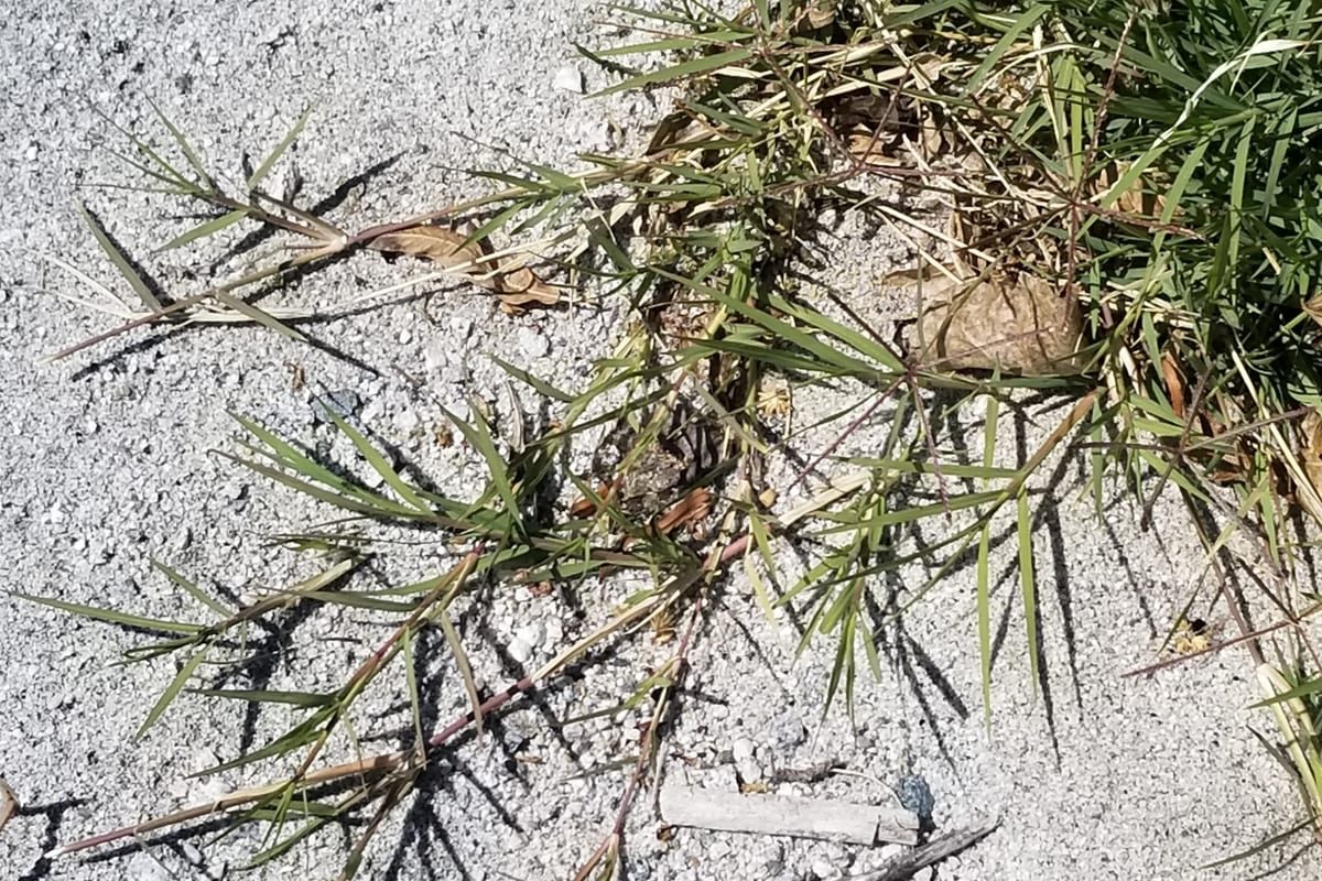 Bermudagrass (Cynodon dactylon) growing as a California lawn, close-up of blade texture and growth habit