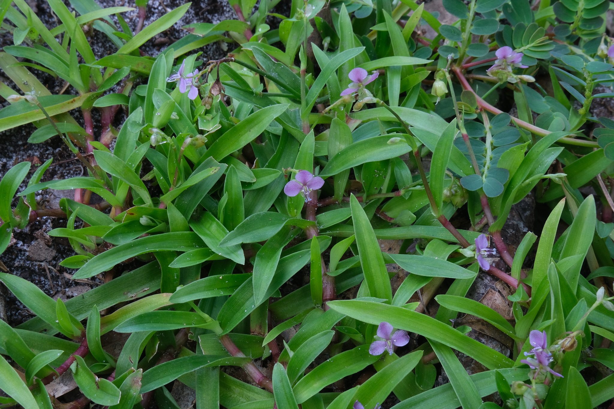 How to Get Rid of Doveweed (Identification, Prevention, and Control)