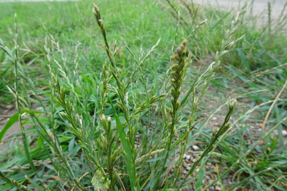Perennial Ryegrass (Lolium perenne) growing as a Kansas lawn, close-up of blade texture and growth habit