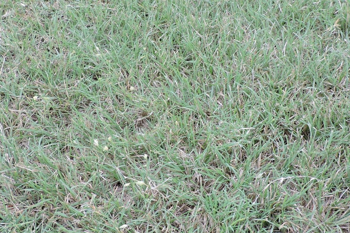 Buffalograss (Bouteloua dactyloides) growing as a Texas lawn, close-up of blade texture and growth habit