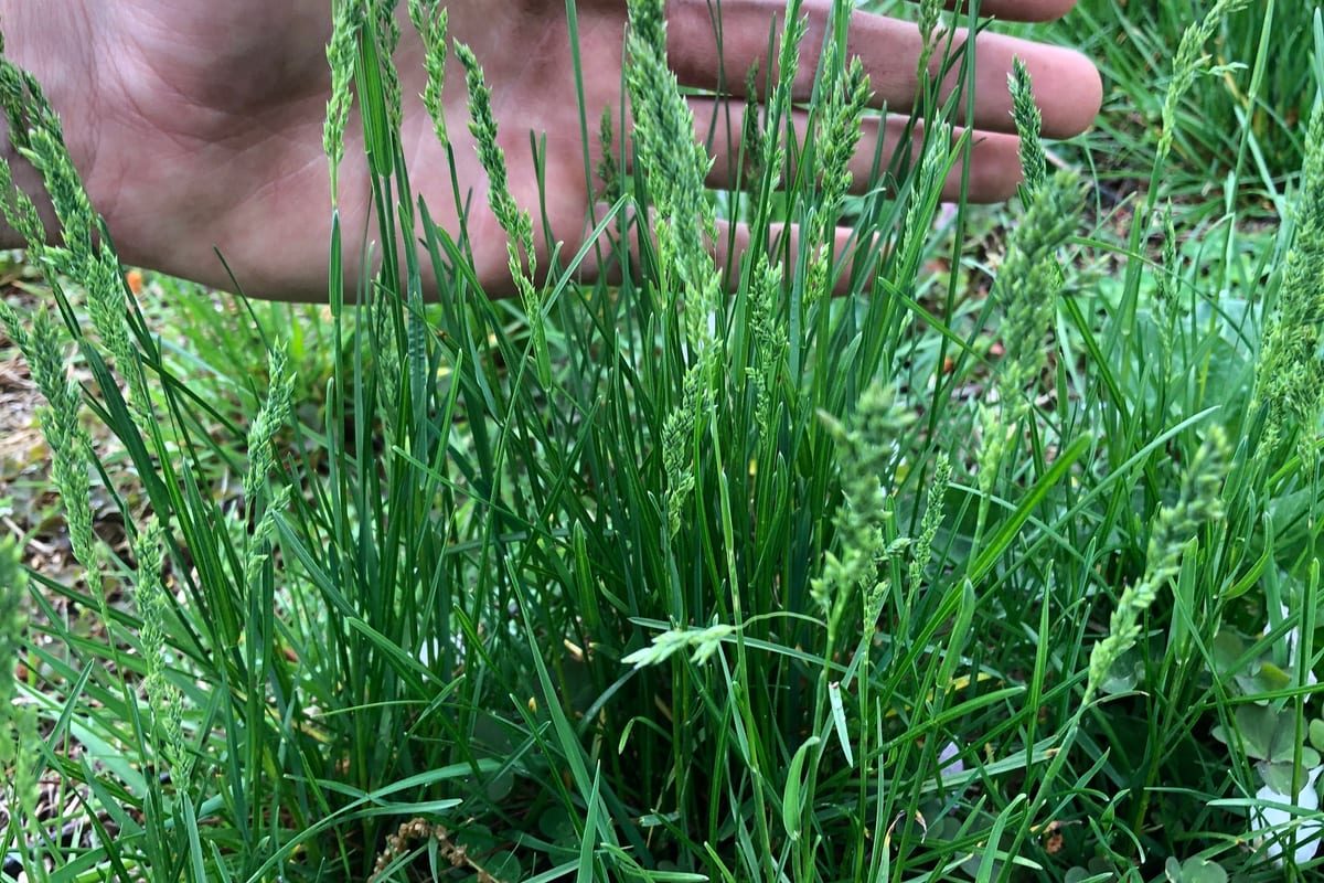 Kentucky Bluegrass (Poa pratensis) growing as a West Virginia lawn, close-up of blade texture and growth habit