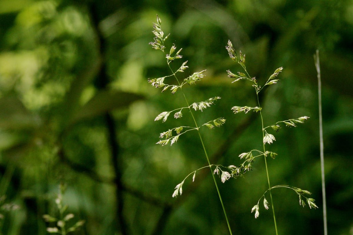 Kentucky Bluegrass (Poa pratensis) growing as a Indiana lawn, close-up of blade texture and growth habit
