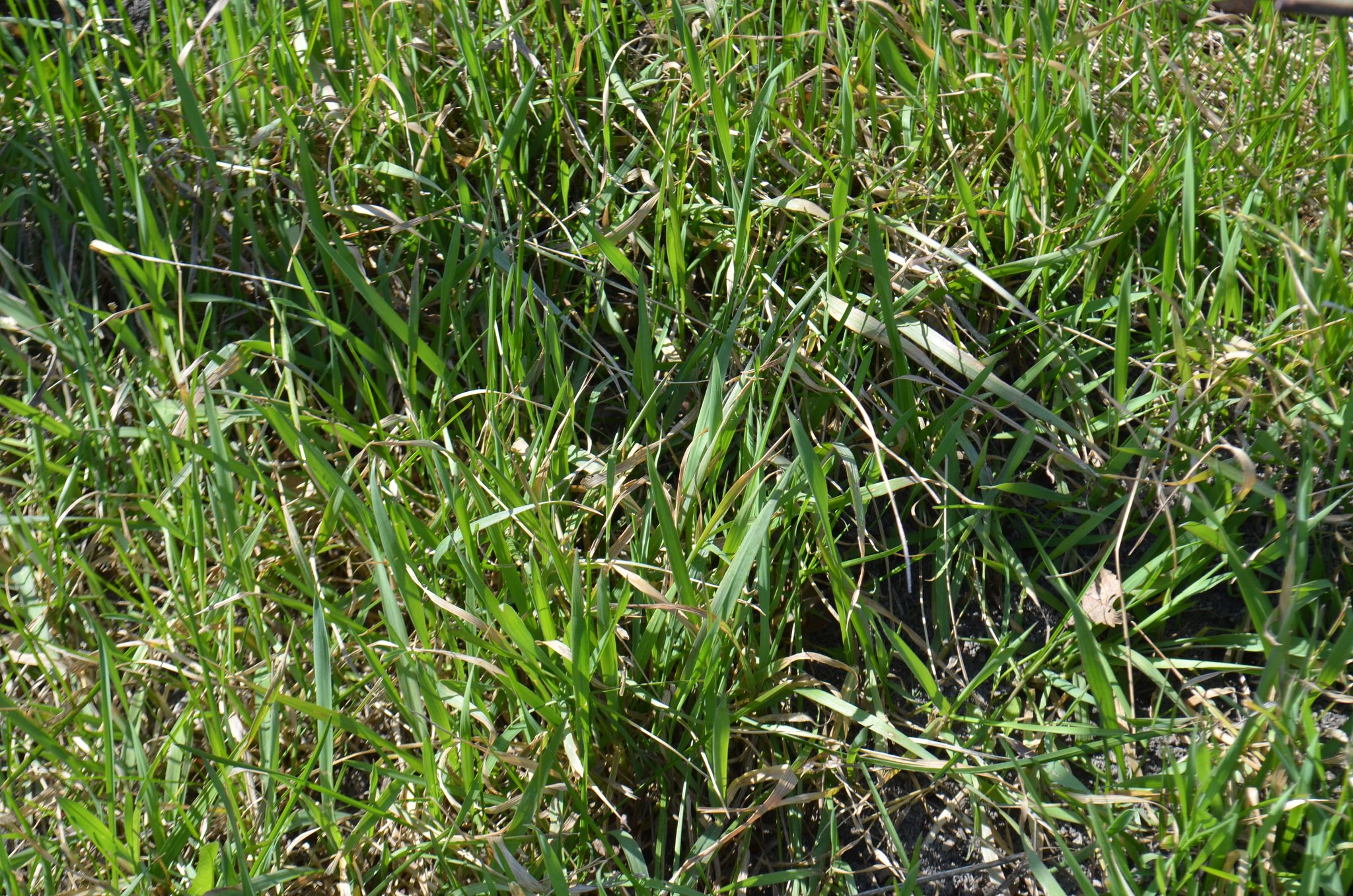 Kentucky bluegrass lawn, dense uniform green turf close-up