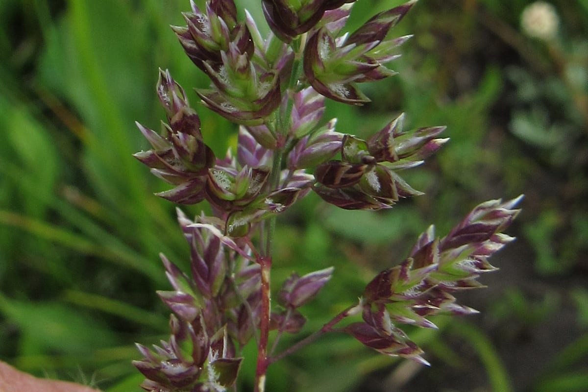 Kentucky Bluegrass (Poa pratensis) growing as a Nevada lawn, close-up of blade texture and growth habit