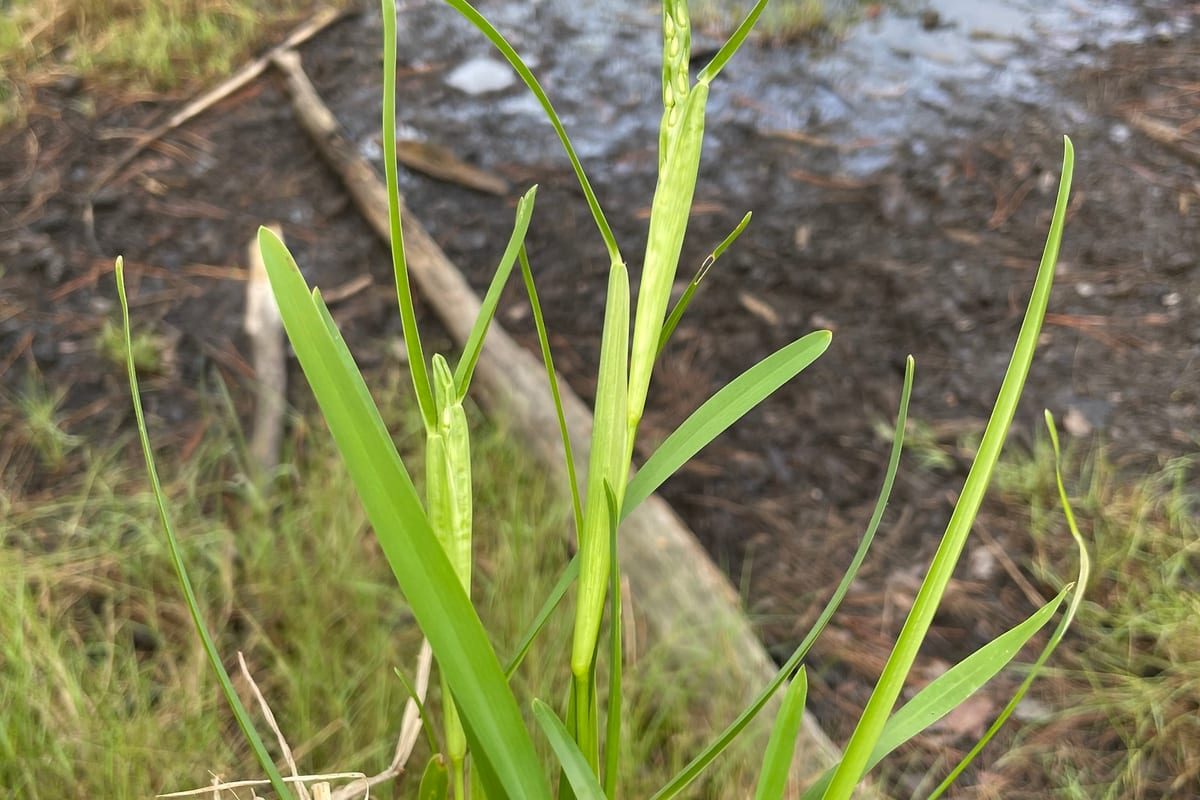 St. Augustinegrass (Stenotaphrum secundatum) growing as a Mississippi lawn, close-up of blade texture and growth habit