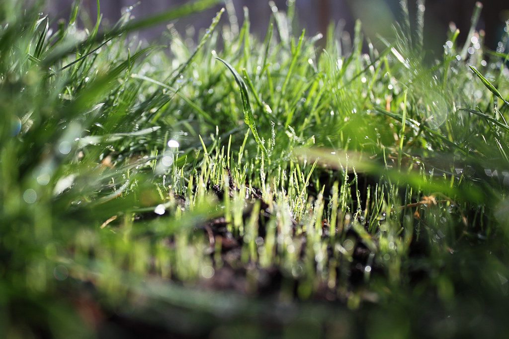 Is It Too Late to Seed Your Lawn? Spring and Fall Deadlines by Region
