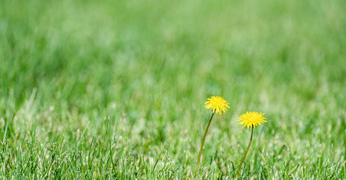 Cover image for Lawn Weed Control: A Complete Guide
