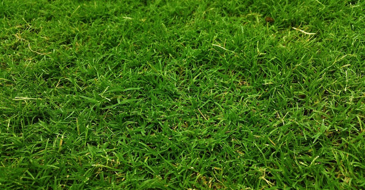 How to Speed Up Bermuda Grass Spring Green-up photo