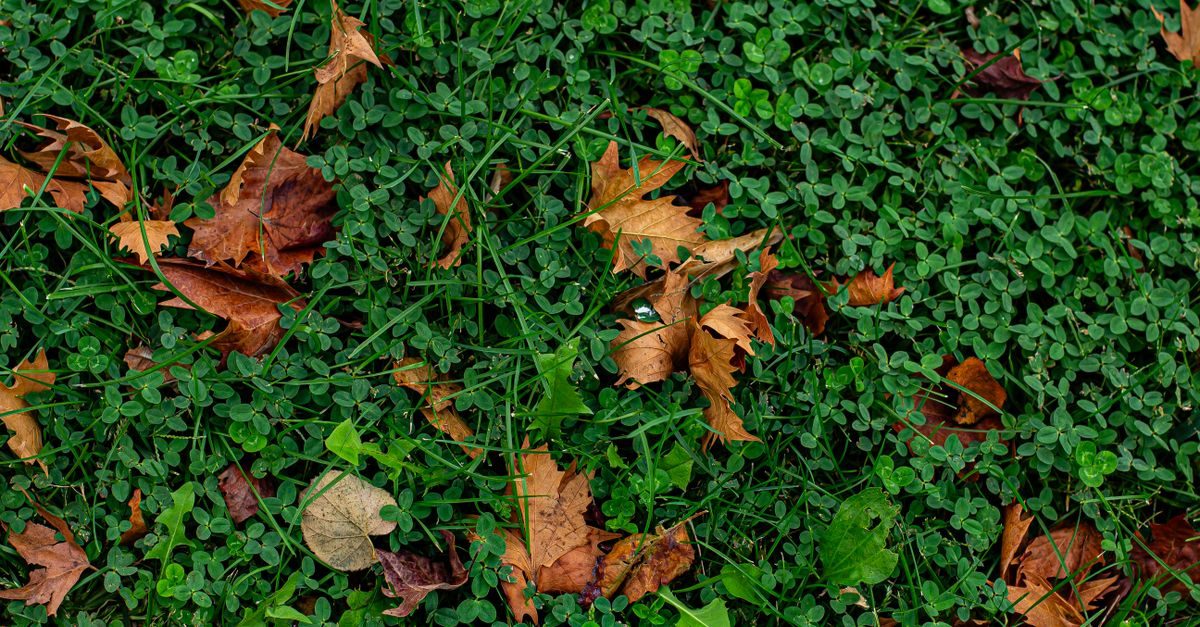 4 Types of Grass in New York and How to Tell Which You Have