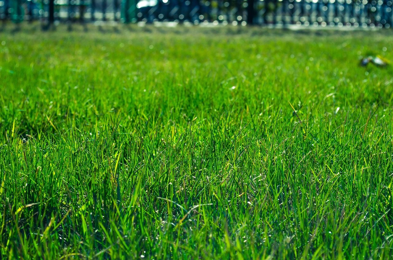 The What Grass Is This? iPhone App Is Here