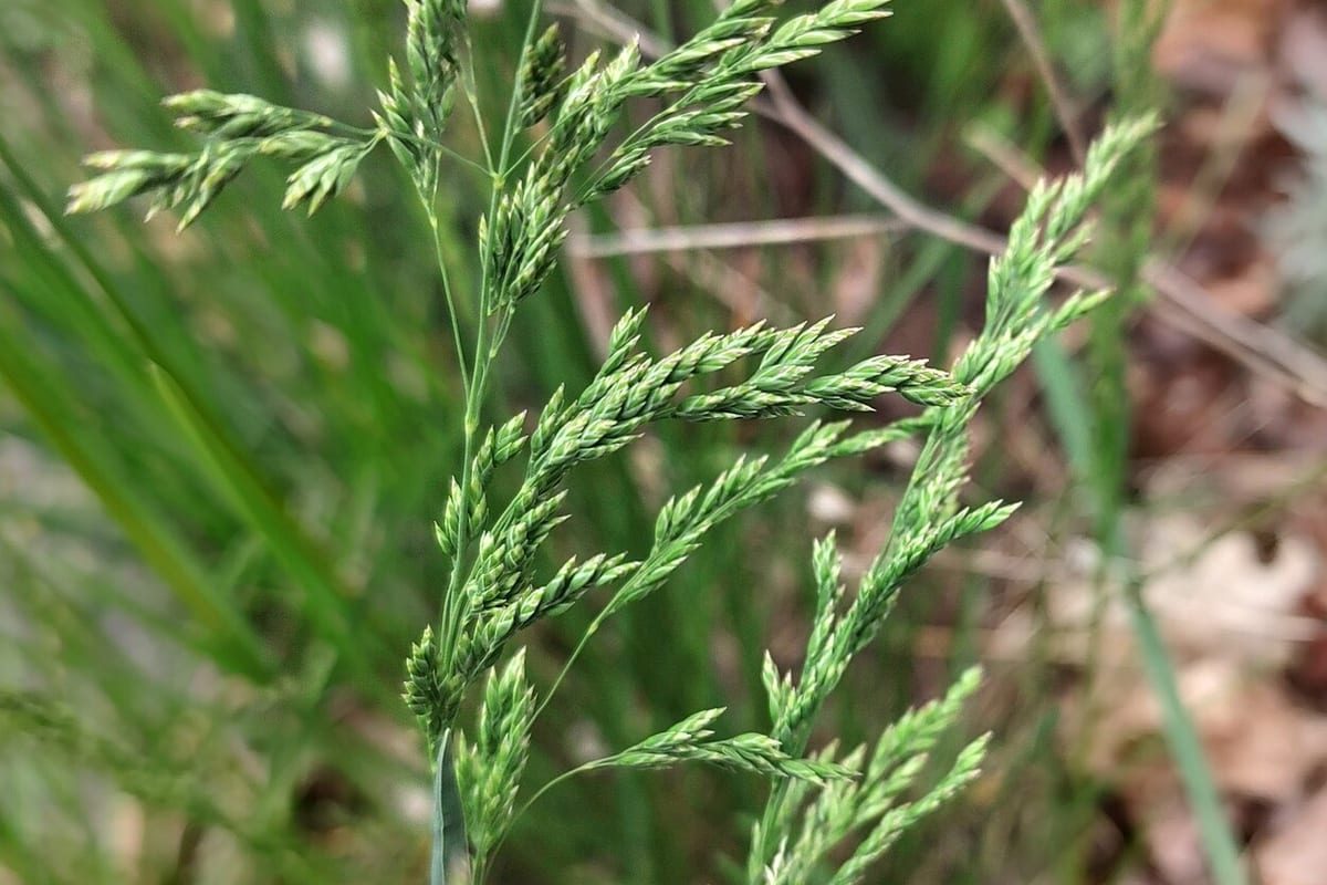 Kentucky Bluegrass (Poa pratensis) growing as a Washington lawn, close-up of blade texture and growth habit