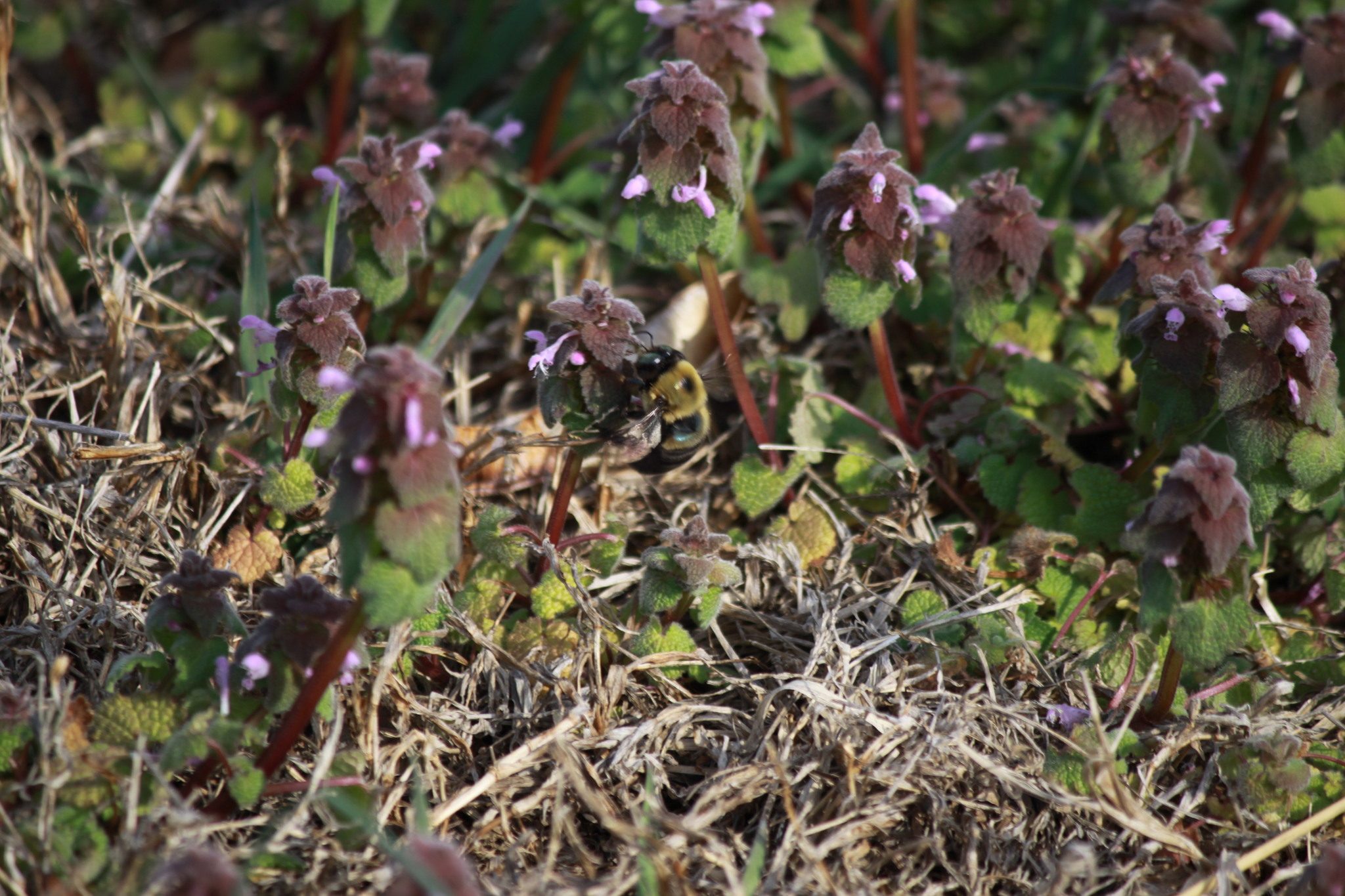 Purple deadnettle plants with purple-tinged upper leaves and small pink flowers, with a bumblebee visiting, in thin, dry turf