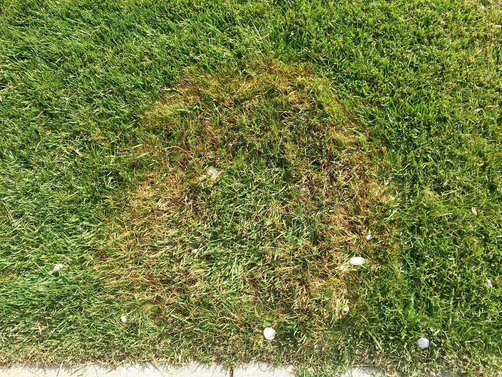 Preventing Spring Dead Spot in Winter Essential Steps for a Healthy Lawn