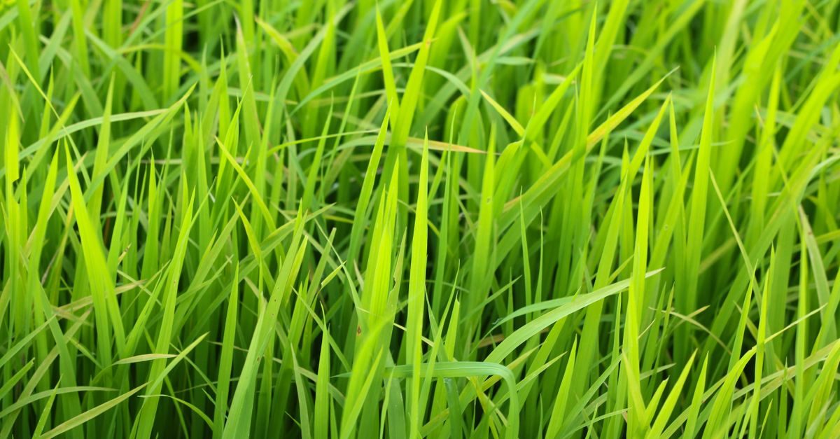 Best Fertilizer for Bermuda Grass in Alabama (2026)