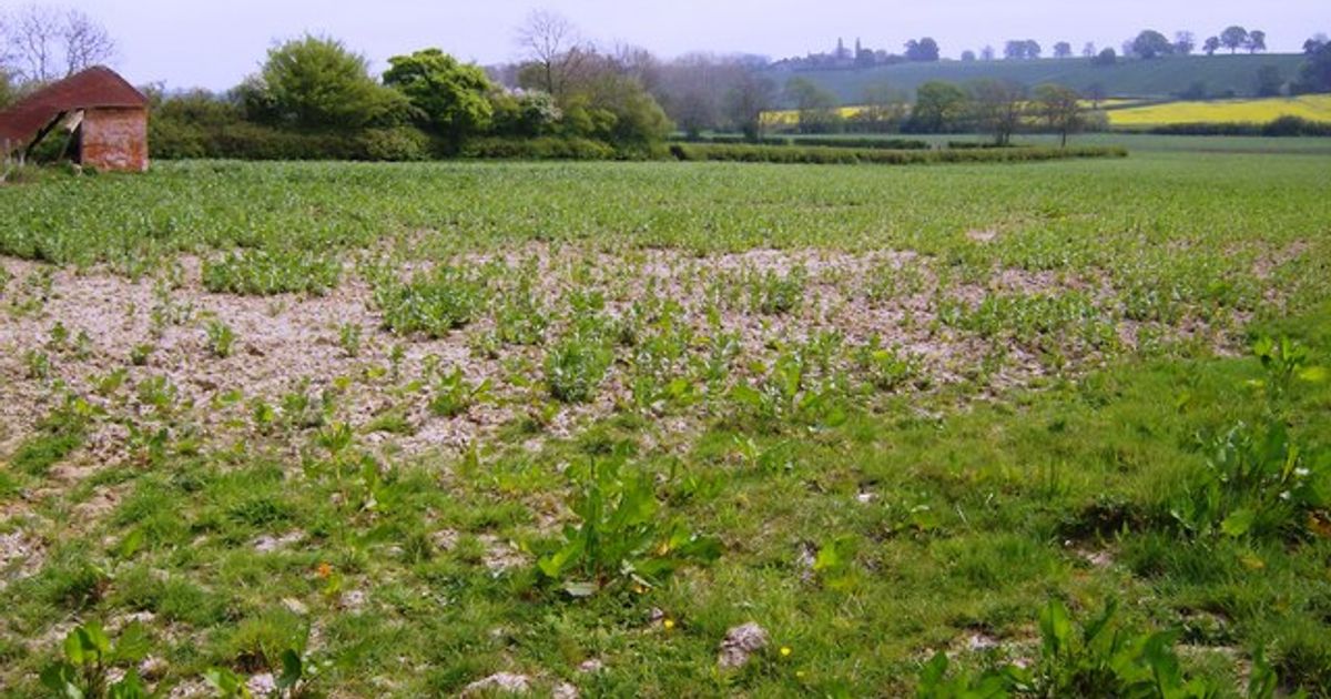 How to Fix Patchy Lawn & Bare Spots After Winter