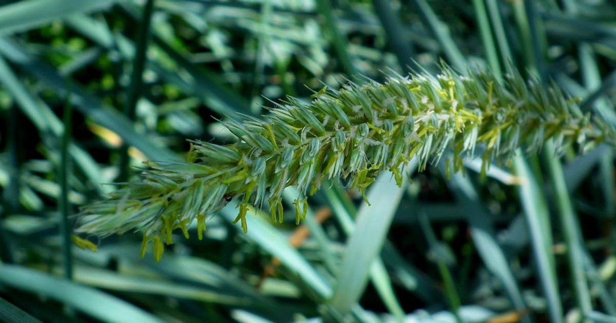 Fastest Growing Grass Seed: 5 Picks That Sprout in 3-7 Days