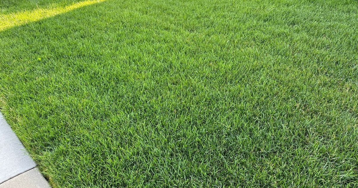 How to Tell if Your Lawn Is Healthy: 7 Signs to Check