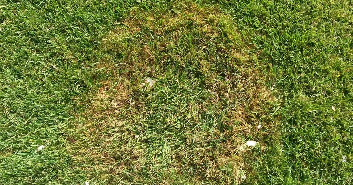 Spring Dead Spot: Prevention & Fall Treatment Timing